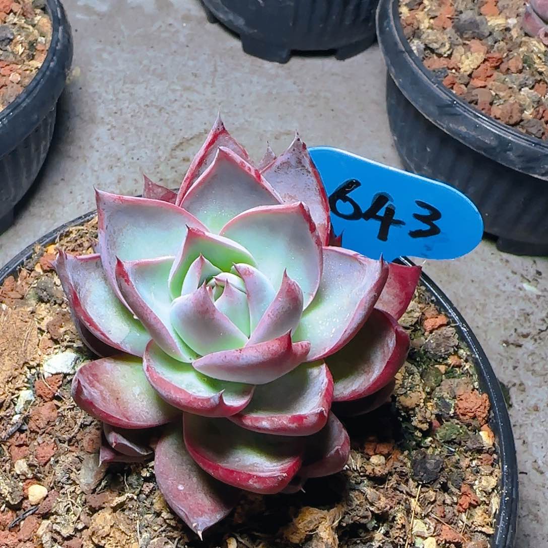 惊鸿仙子一物一拍643号