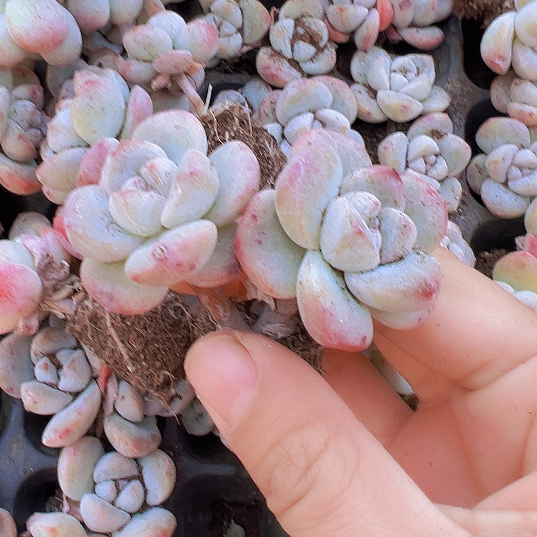 双头老杆子冰玉苗5颗