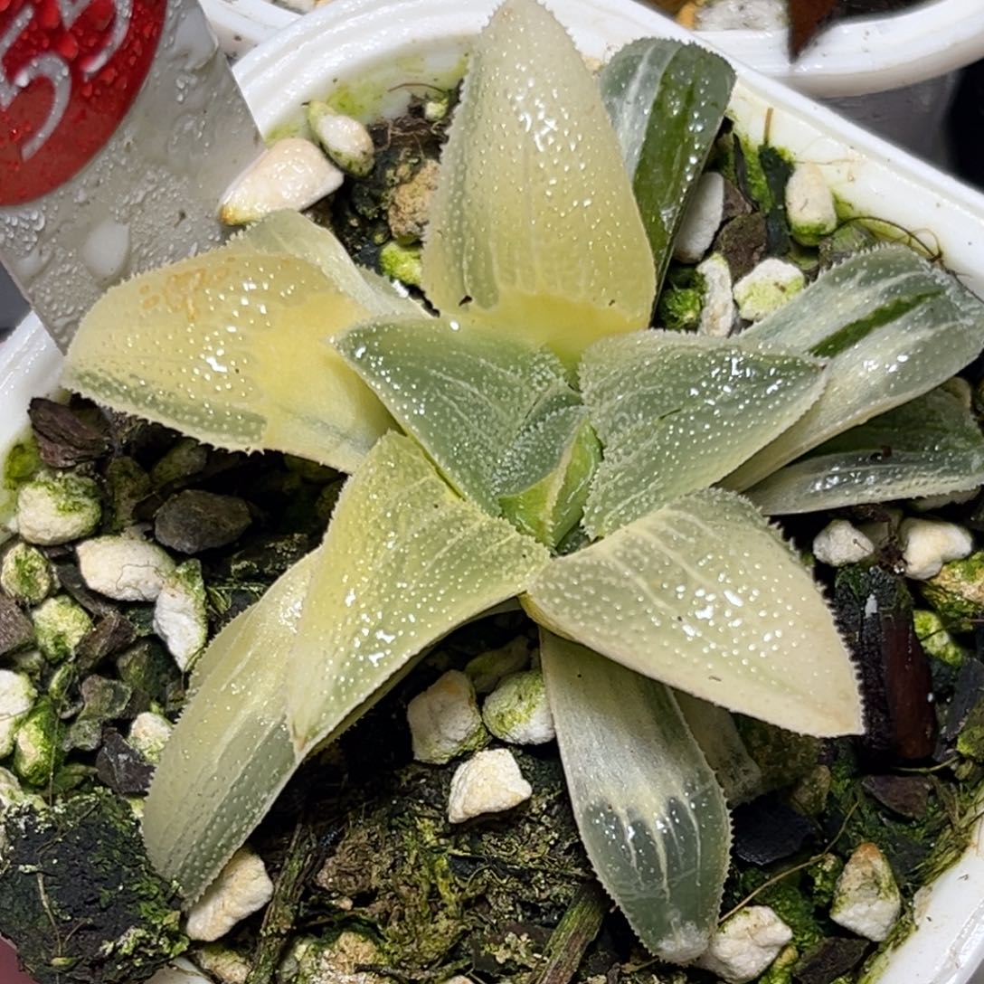 十二卷多肉植物1700蓝光