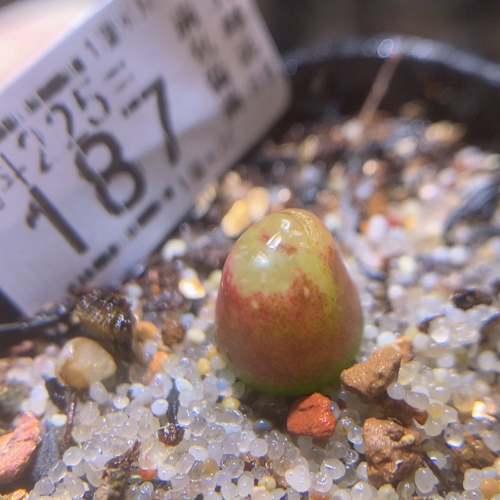 精品生石花225.187疤特