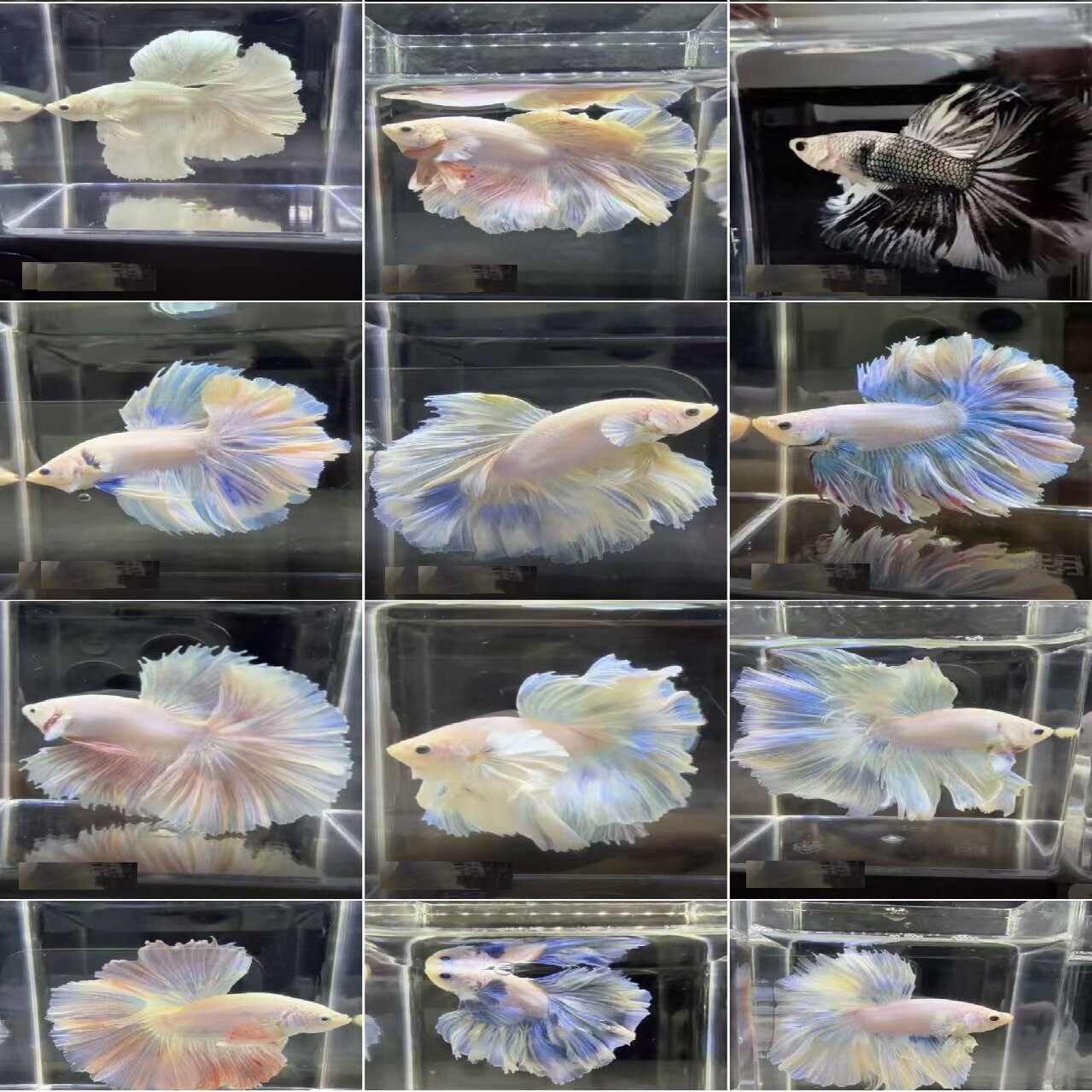 编号241号~300号启航水族馆泰国精品公母鱼斗鱼直播间选观赏鱼