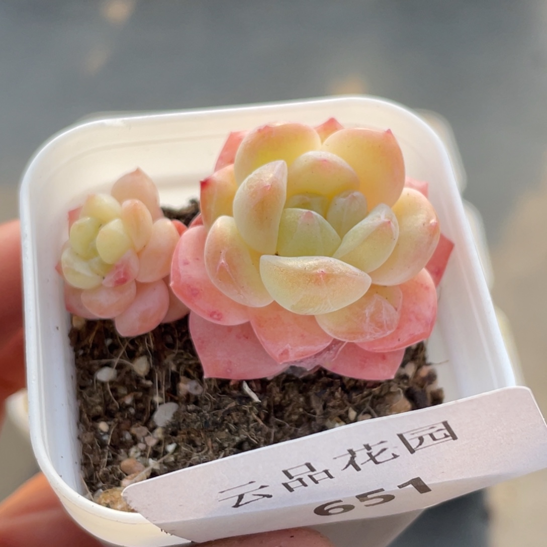 651号糖心冰心珍妮