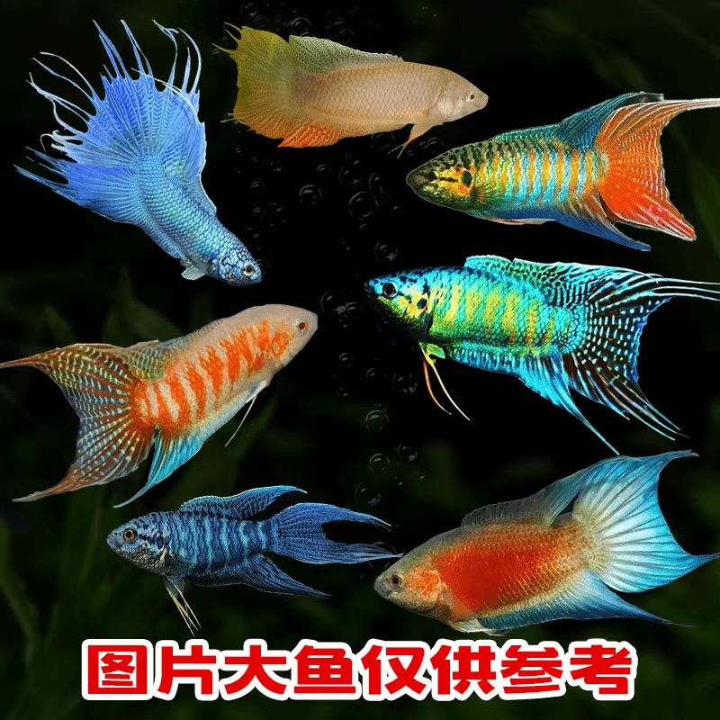 中国斗鱼活体野生普叉冷水原生鱼观赏耐活小型鱼混养热带鱼观赏鱼