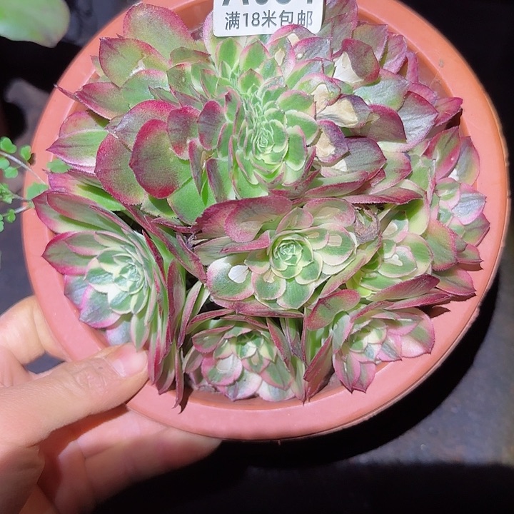 多肉法师海王多多椎