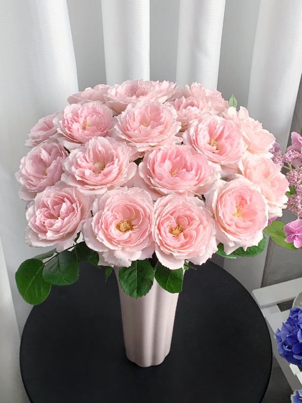 粉梅拉-单头玫瑰（任意两单包邮，一单需要补运费）鲜花