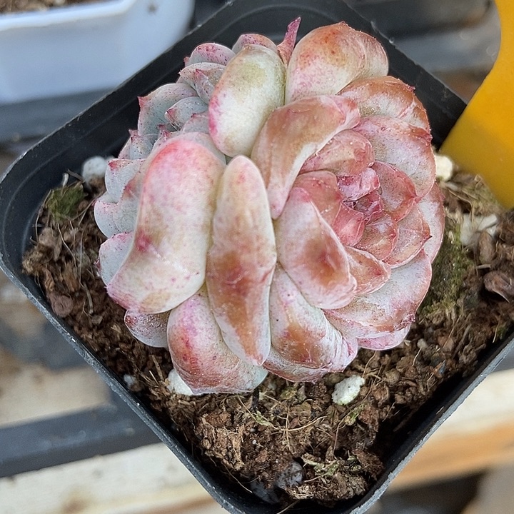 多肉植物冰魄石化569多肉