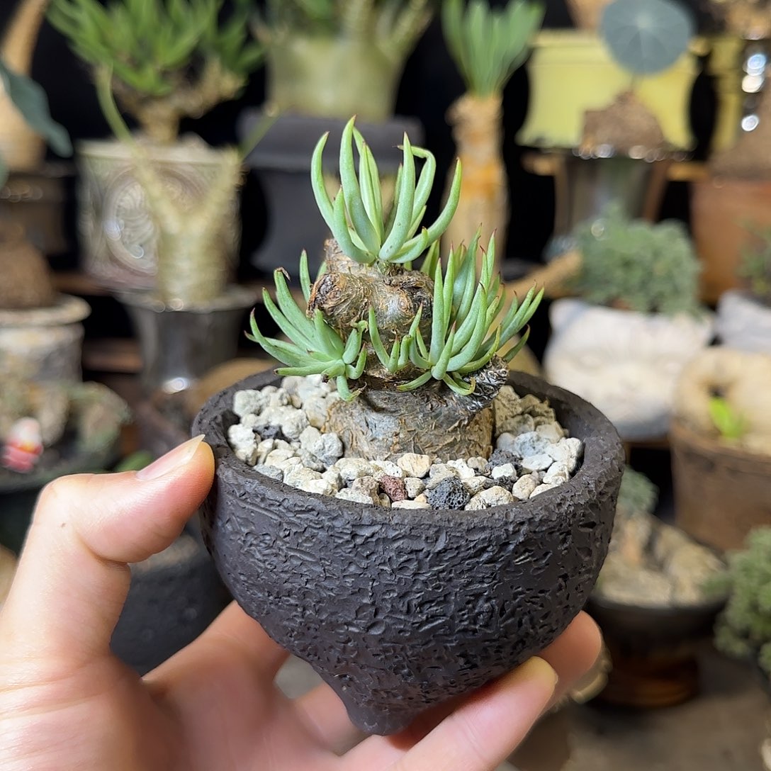 一物一拍白象奇峰锦230