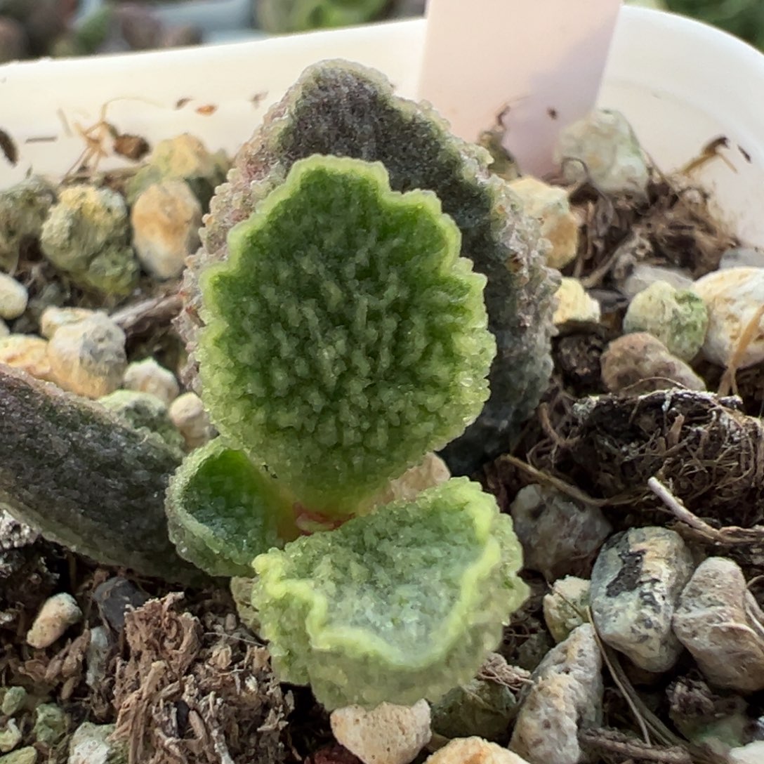 实生新品大苗多肉植物水泡