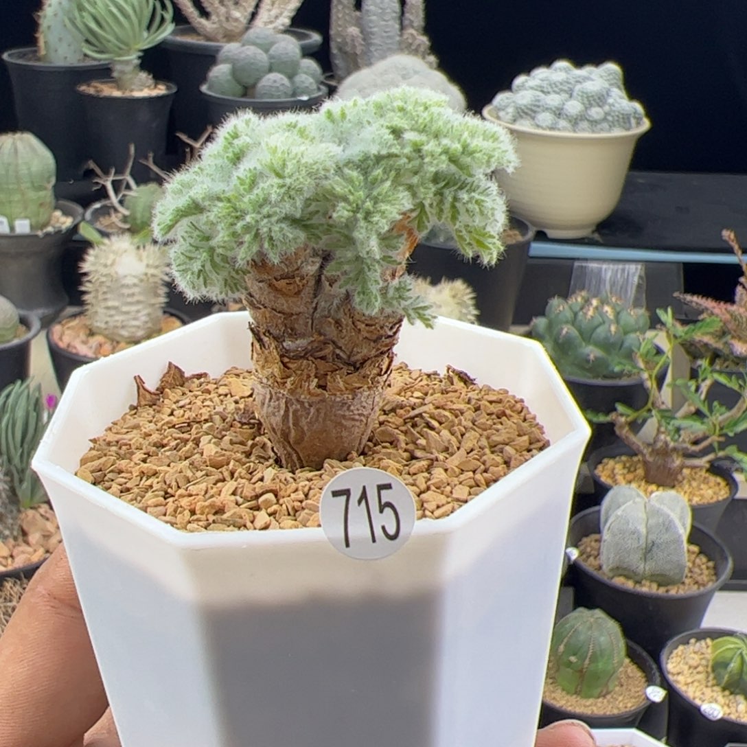 羽叶洋葵一物一拍715