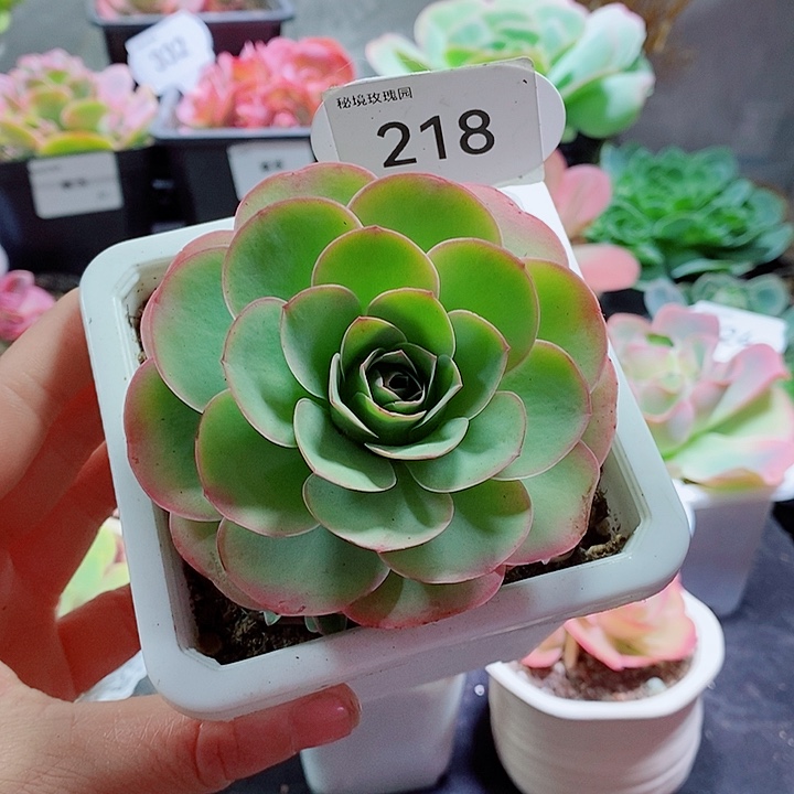 218桃帕手捧花。    