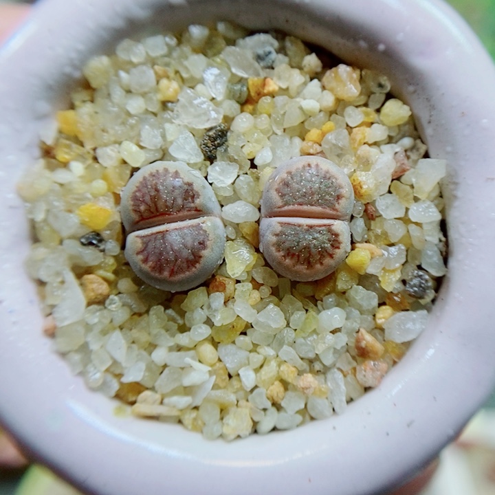 生石花花花花花花635