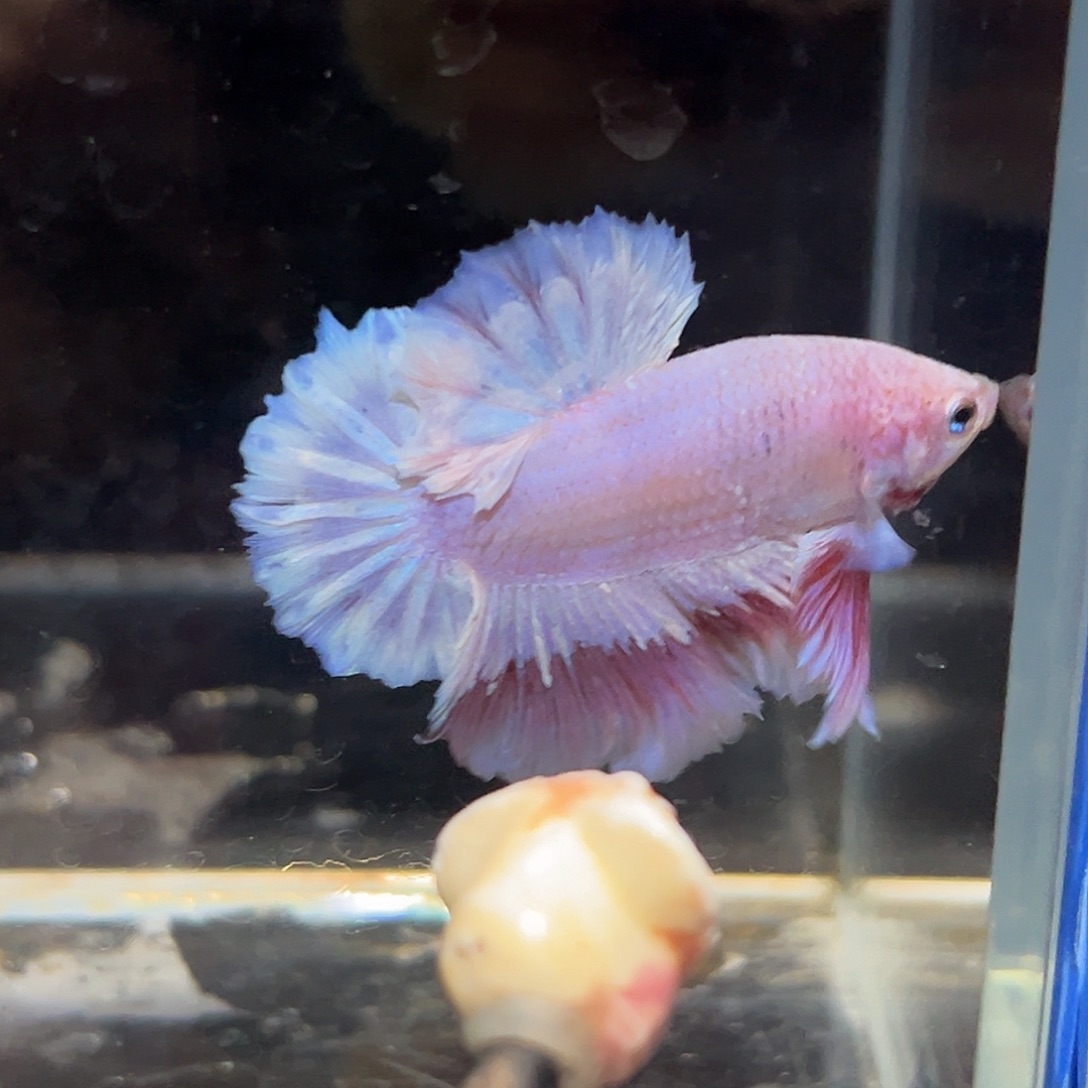 斗鱼35号降价出超美纯粉将军