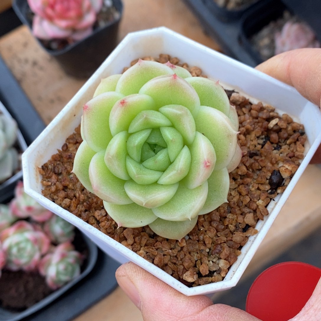 精品多肉一物一拍不包整20