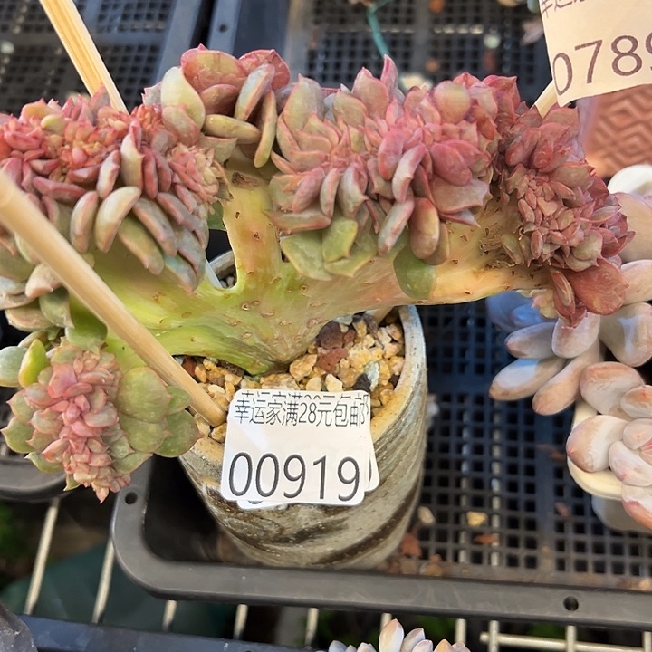 幸运的是我还没遇到你的