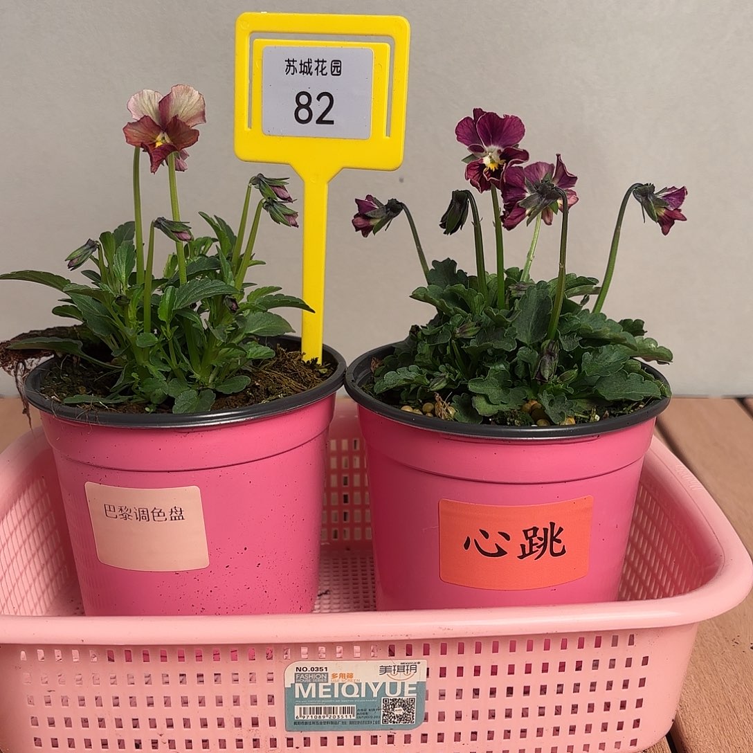 大部分开放少量花苞82