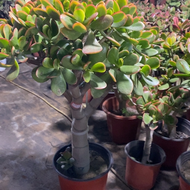 萍****黄金花月一物一拍