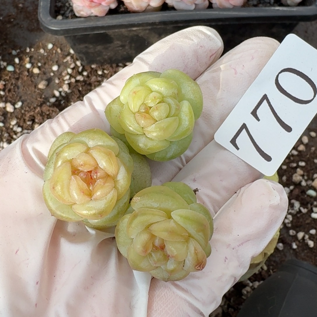 多肉植物多肉植物770