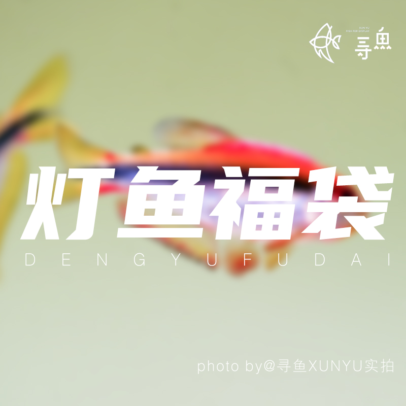 【寻鱼XUNYU】灯鱼福袋合集 高端活体热带观赏灯鱼 顺丰包邮包损