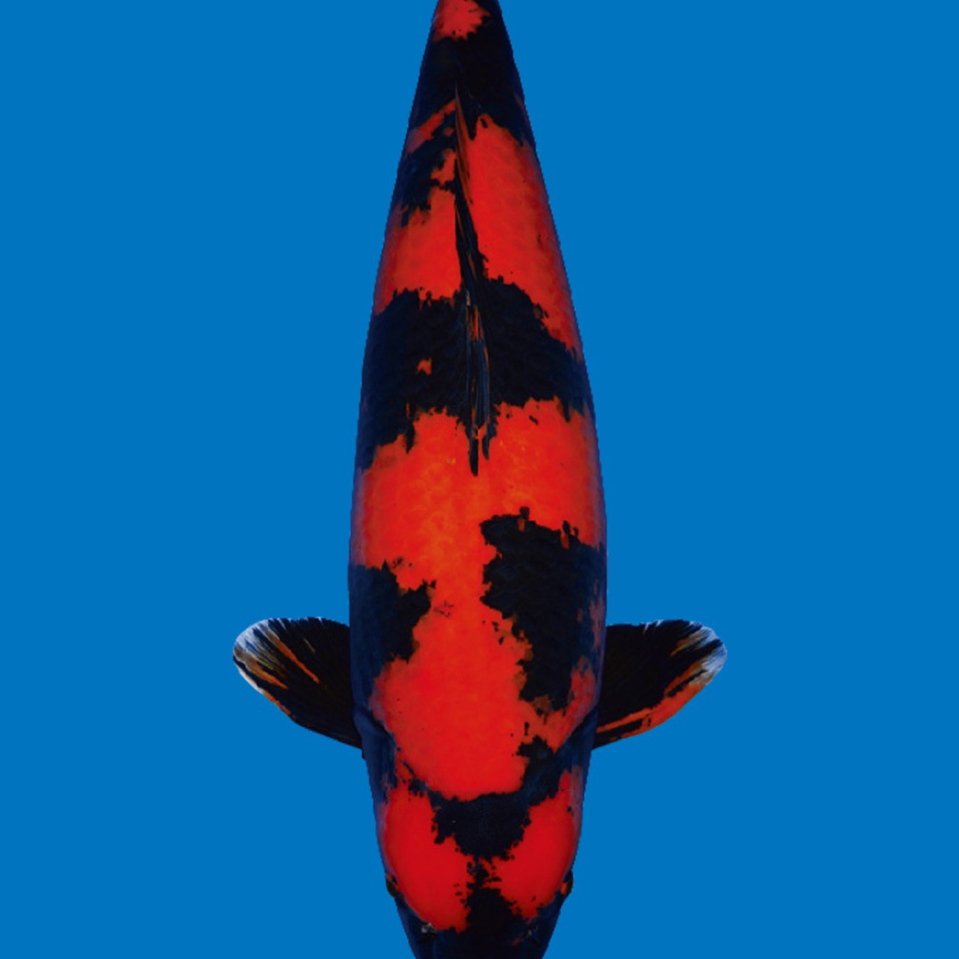 精品红白昭和白写绯写有灯光效果介意勿拍（一物一拍）包邮