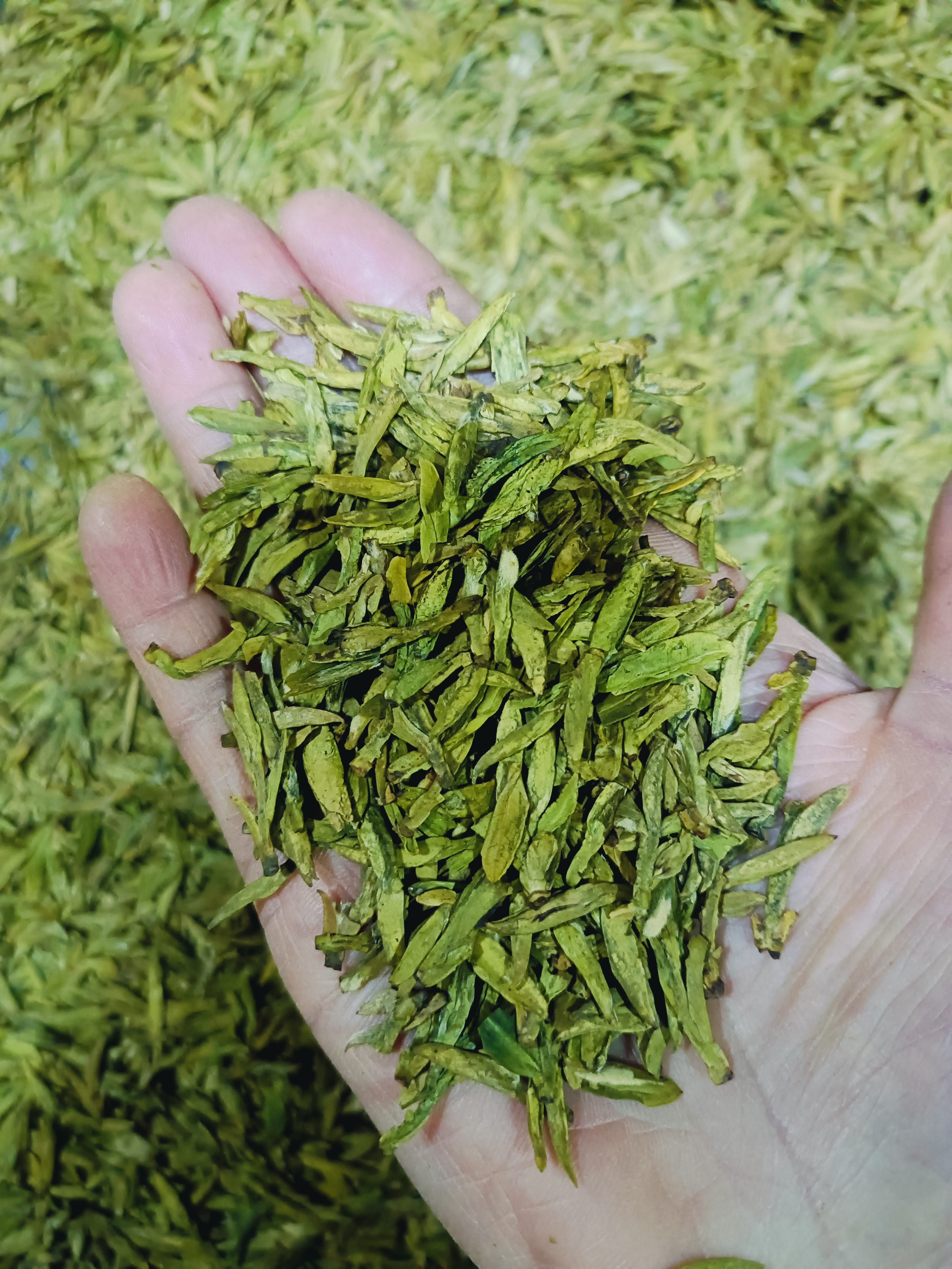 头采单芽乌牛早龙形扁茶春茶罐装鲜爽回甘50克2025茶叶浓香型茶叶