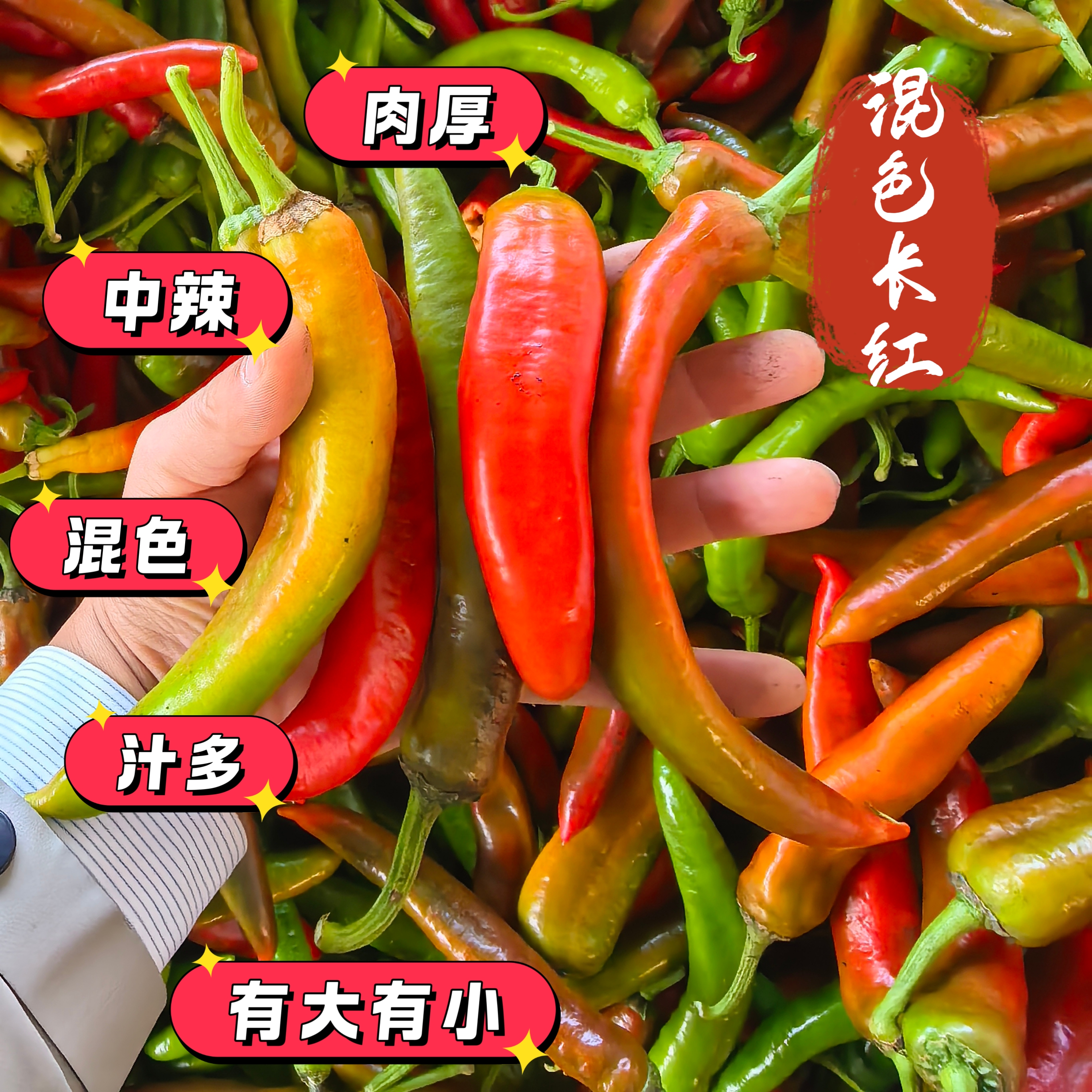 [花色长红椒]安徽农户自种混色花色长红辣椒中辣炒菜肉厚花辣椒