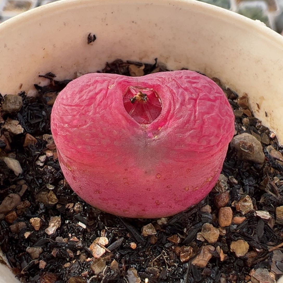 522多肉植物组合