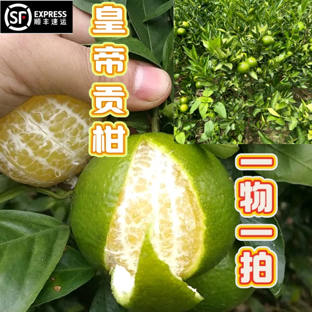广西皇帝贡柑盆栽地栽柑橘苗一物一拍链接顺丰包邮