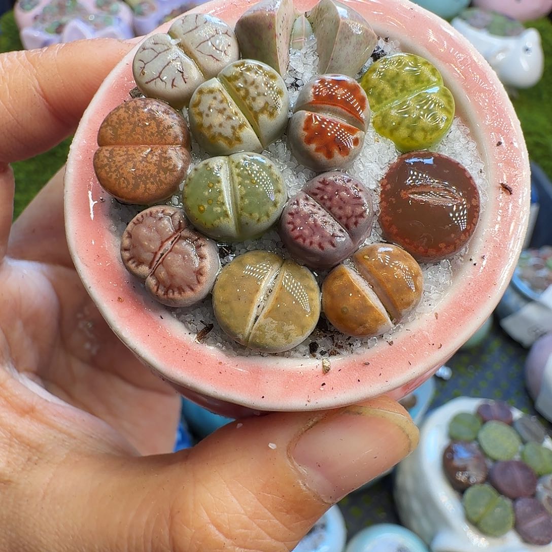 多肉植物福利冲652