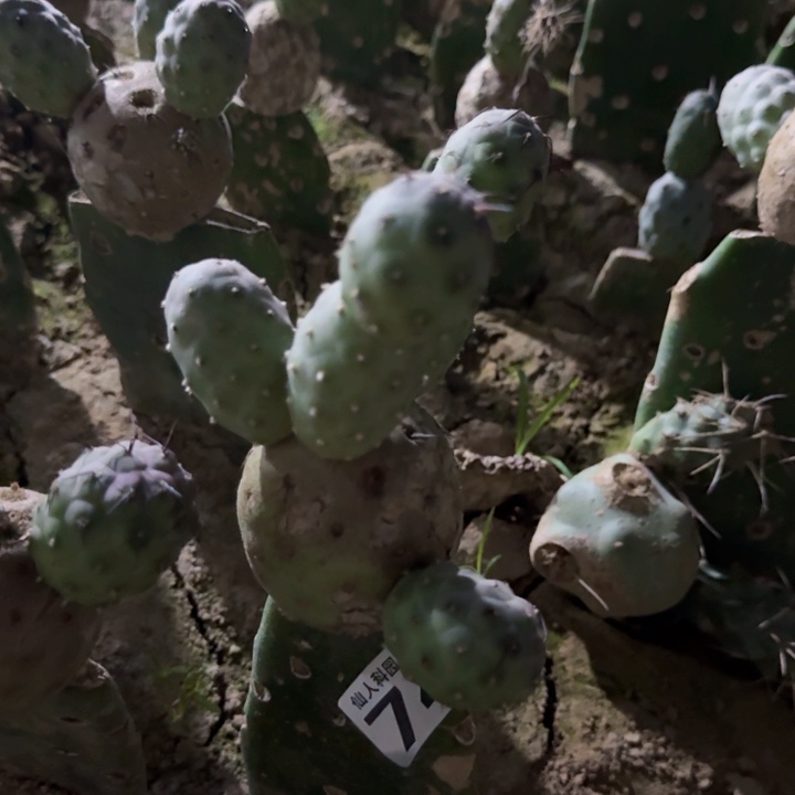 740群头习微瑕疵