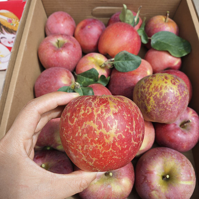活动价】大凉山新鲜红富士丑苹果当季新鲜水果现摘2025年盐源新果