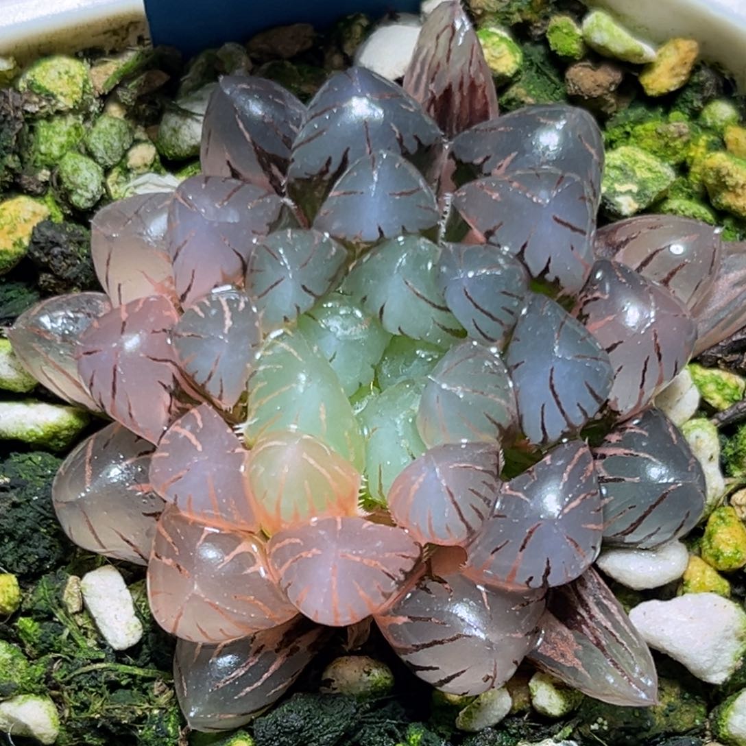 恭喜发财大吉大利577