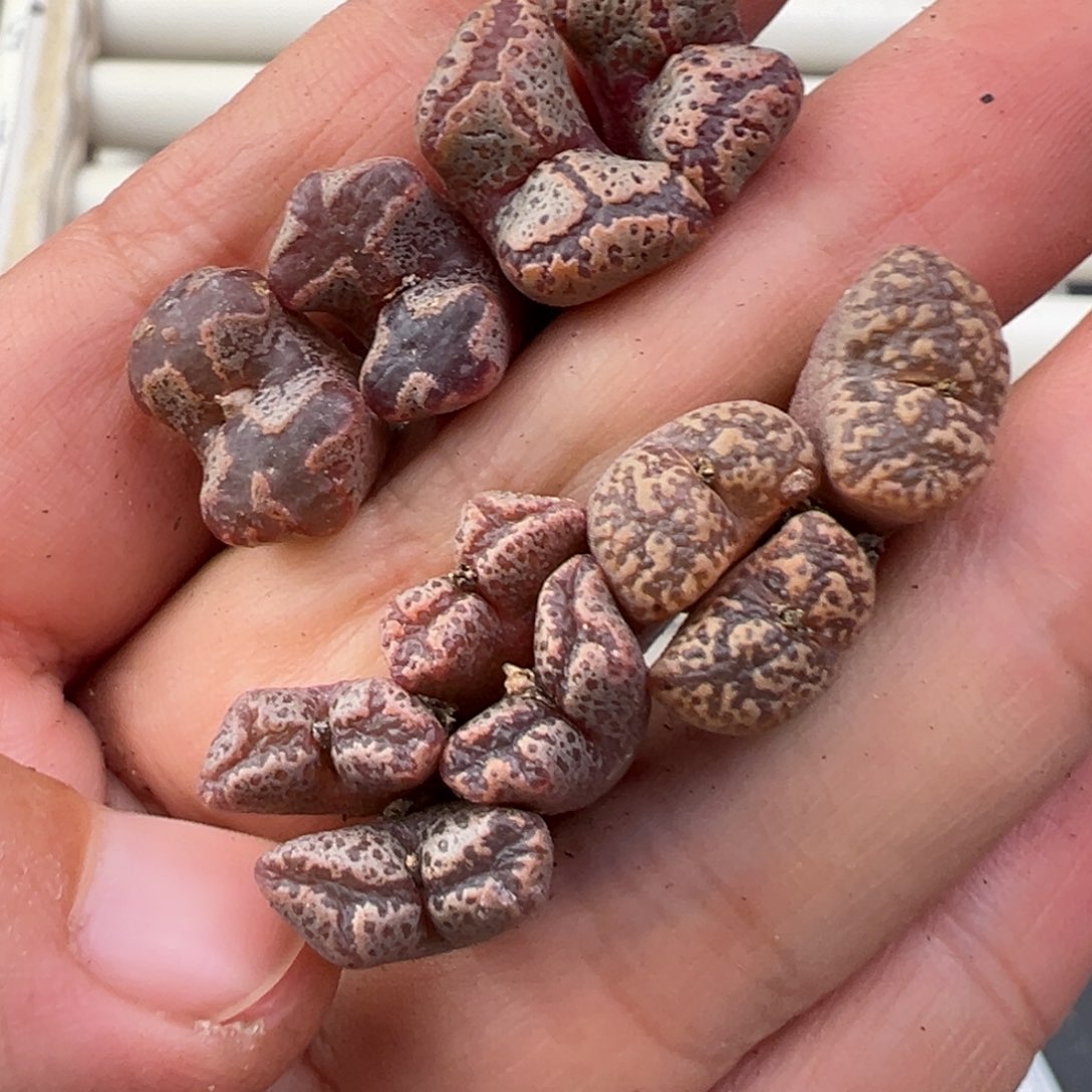 12.9好看的多肉脱土发货584