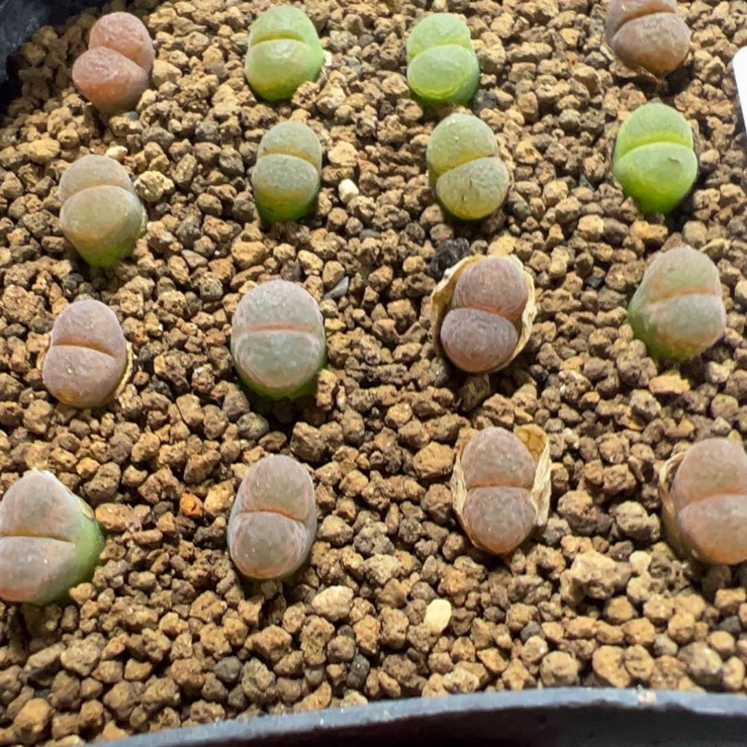 9-101量拍彩色风铃16颗