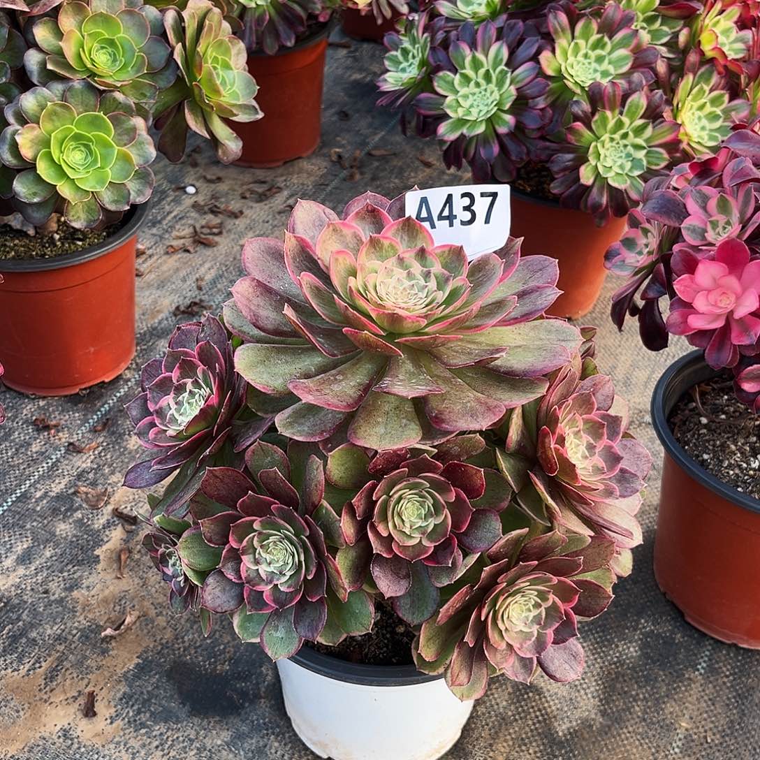 多肉植物粉花妖437多肉