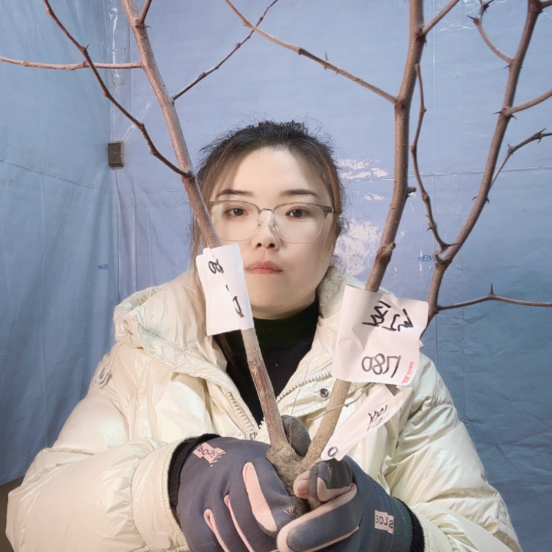 红***豆无花朵山西蟠枣种植基地发货