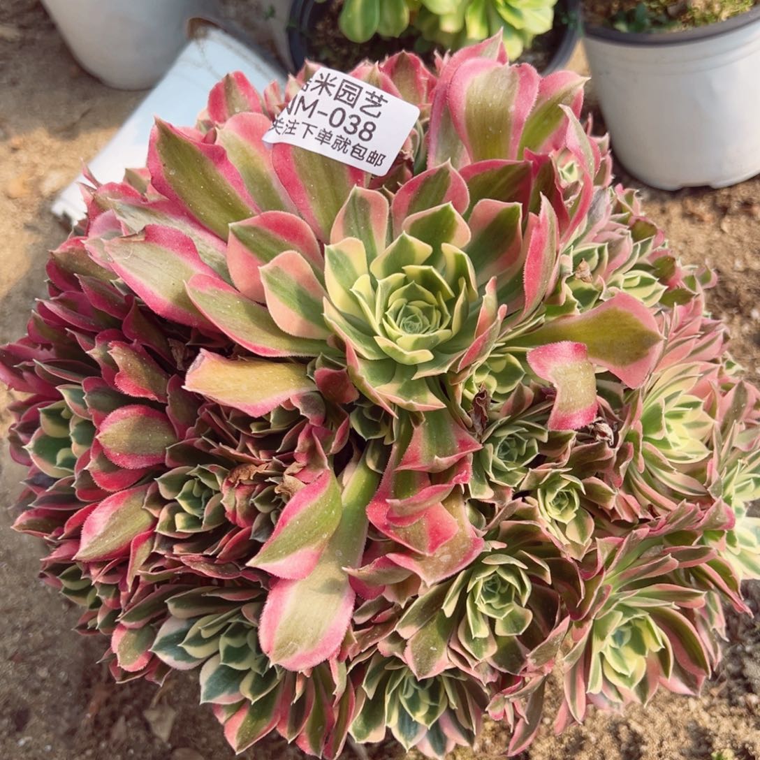 雨花石多肉植物038