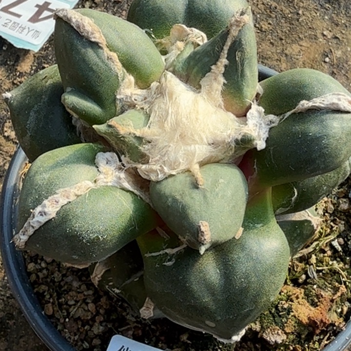 无花朵大尤蛋尤543