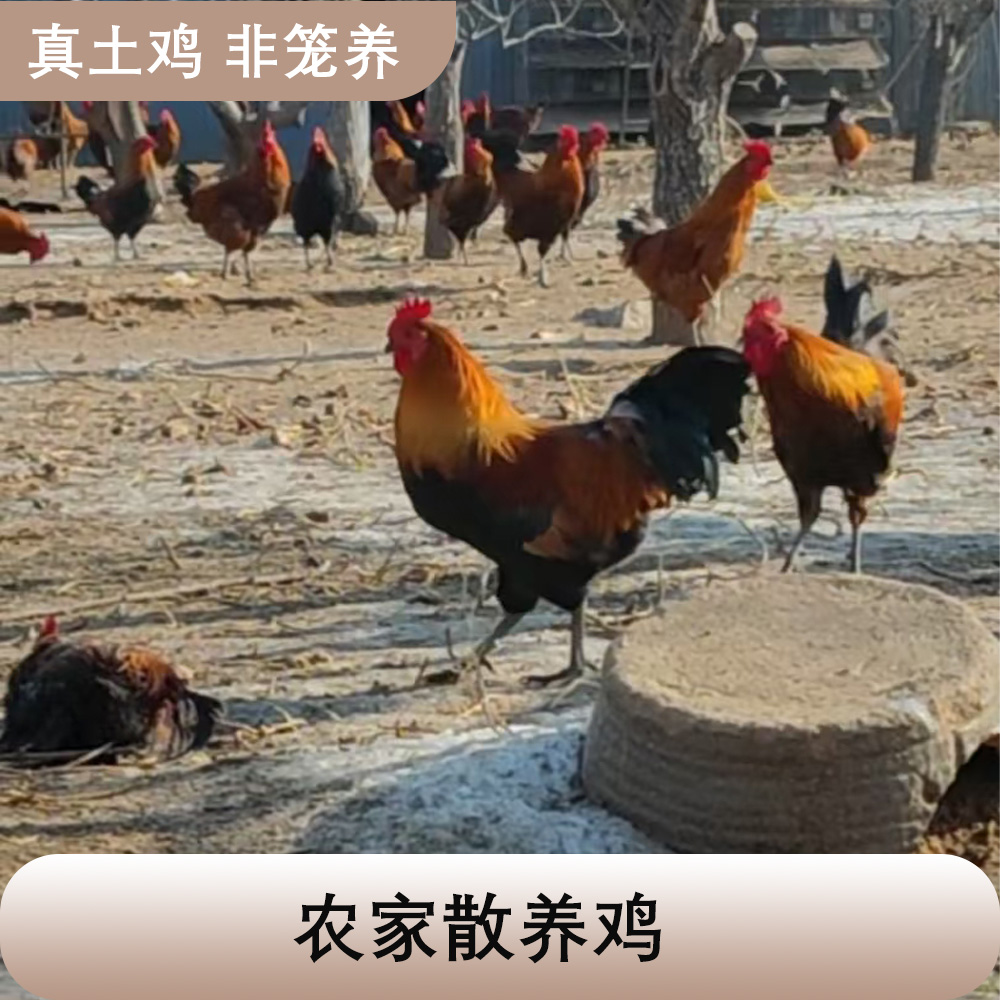 散养鸡遛达鸡农村散养柴鸡活鸡土鸡大公鸡散养土鸡农家散养正宗