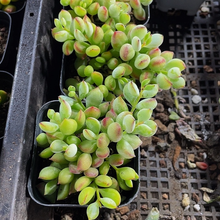 打磨福娘带盆土发