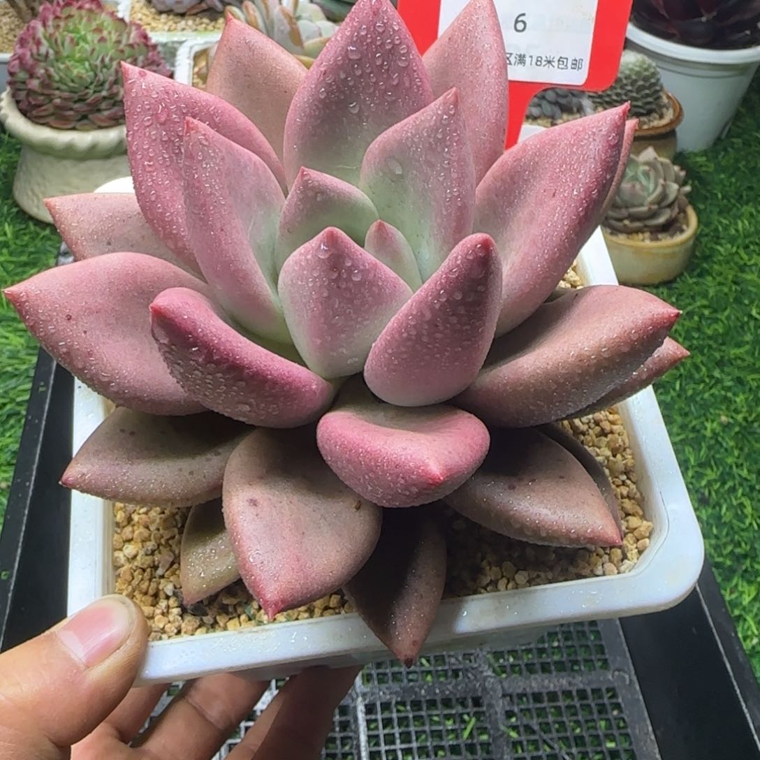 解忧植物多肉编号6