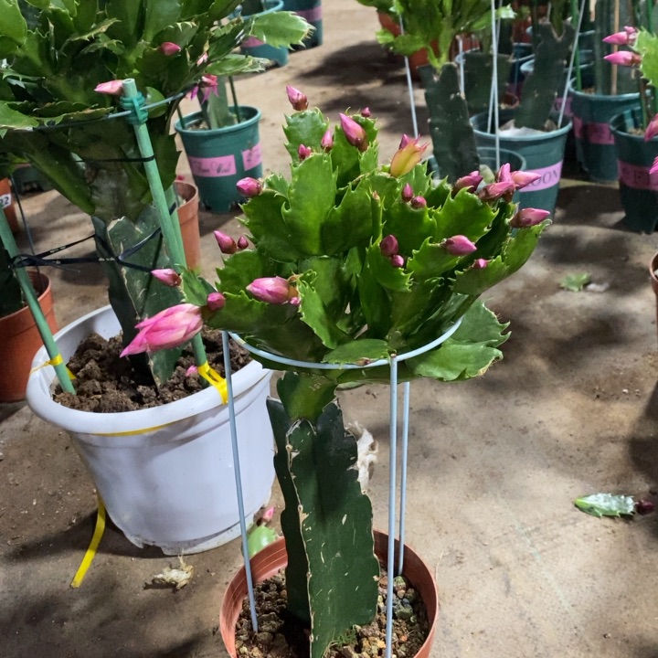 当前无花栽培后可以开花131嫁接083