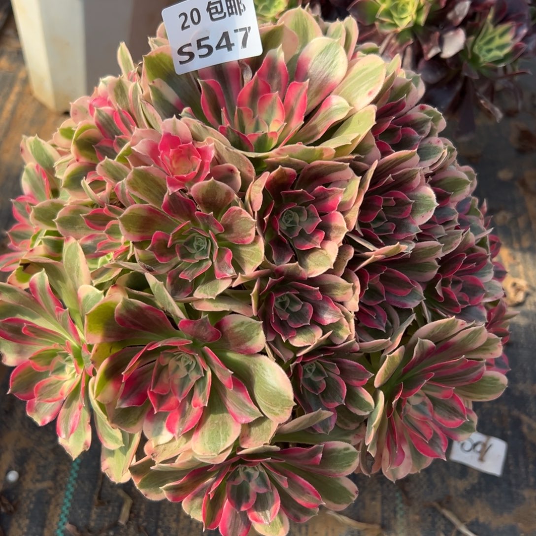 @***荷547男神，满20包邮