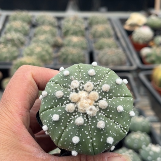 当前无花栽培后可以开花实生星兜