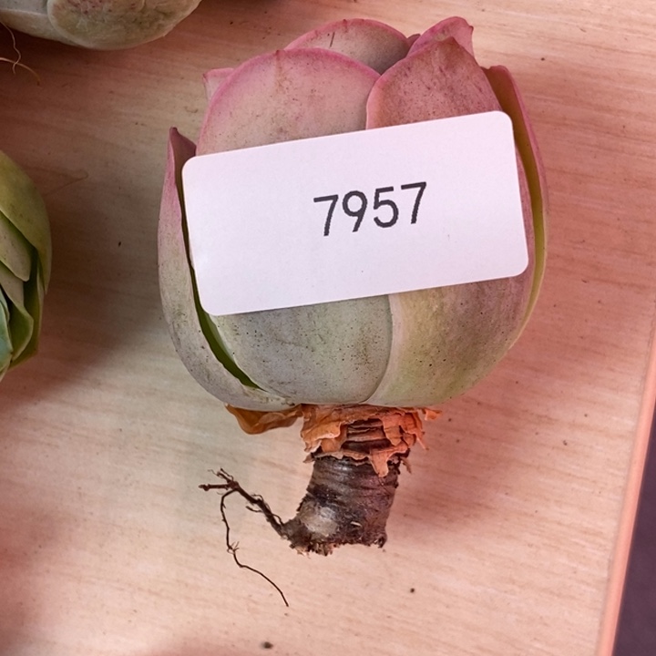 海***う7957山地玫瑰花箘