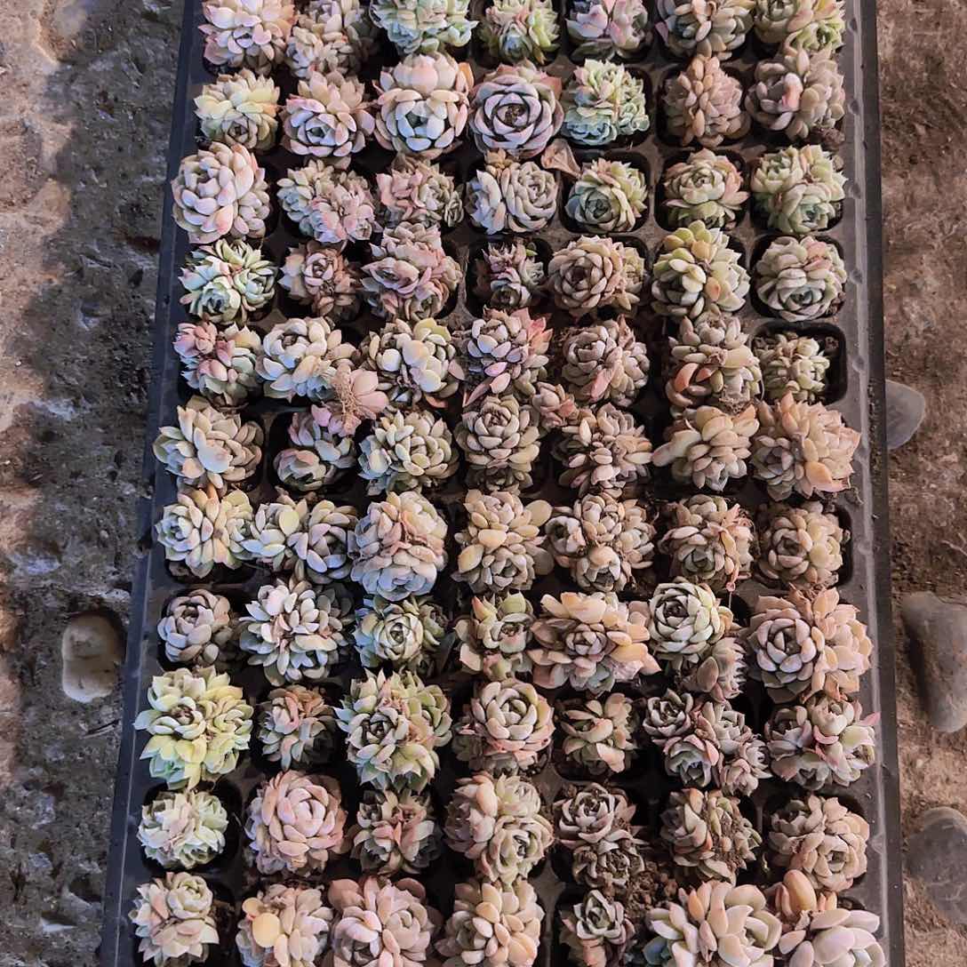 直播一物一拍多肉149