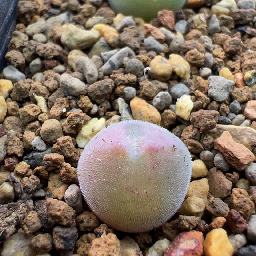 89单头猫耳空蝉一棵特   