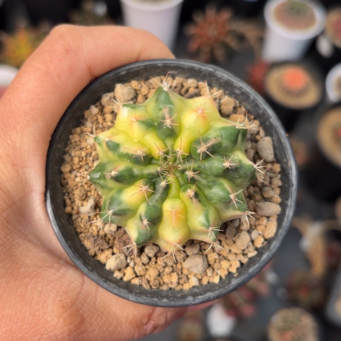 泰系米哈仙人球10号