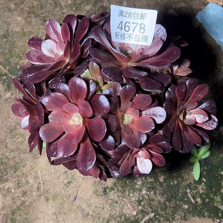 4678爱神多肉植物