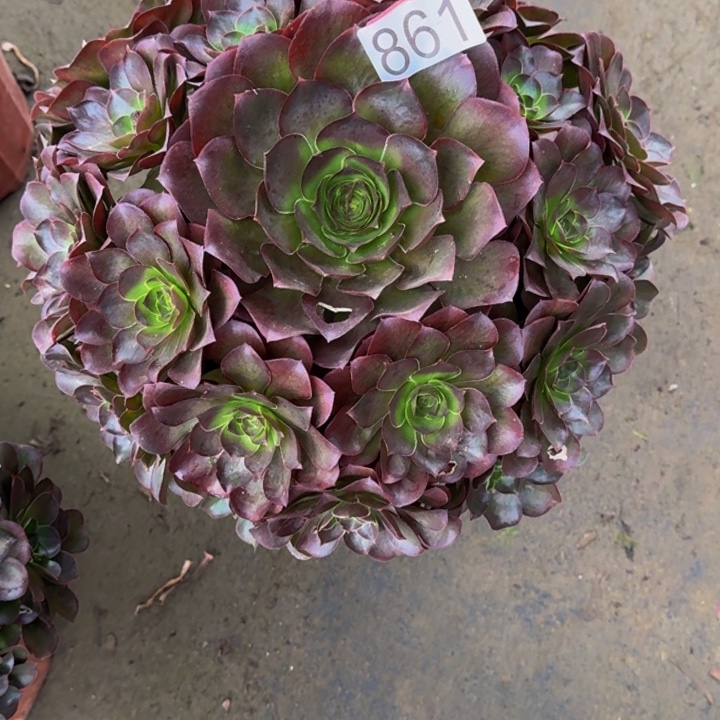 乐***缘00000000861魅金玫瑰