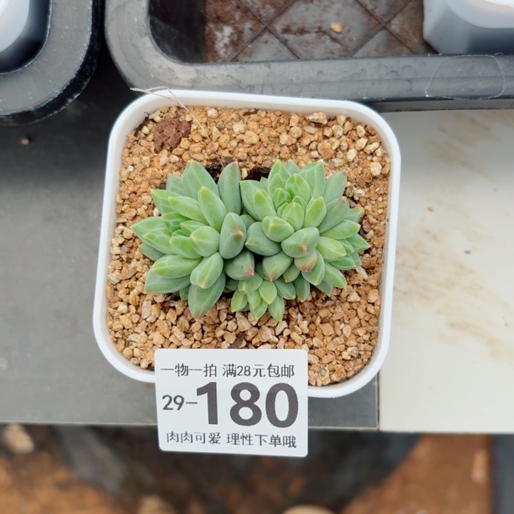 胖体青花瓷的多肉多肉多